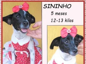 Cachorro raça SRD-ViraLata idade 2 a 6 meses nome Sininho