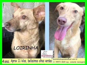 Cachorro raça SRD-ViraLata idade 4 anos nome Loirinha