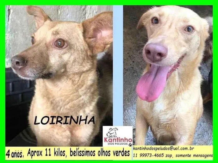 Cachorro ra a SRD-ViraLata idade 4 anos nome Loirinha