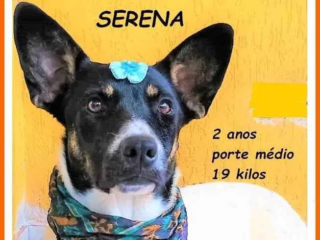 Cachorro ra a SRD-ViraLata idade 2 anos nome Serena