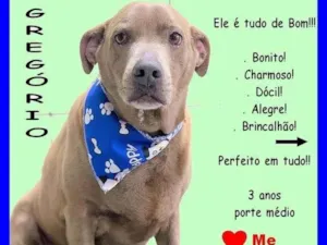 Cachorro raça SRD-ViraLata idade 3 anos nome Gregório