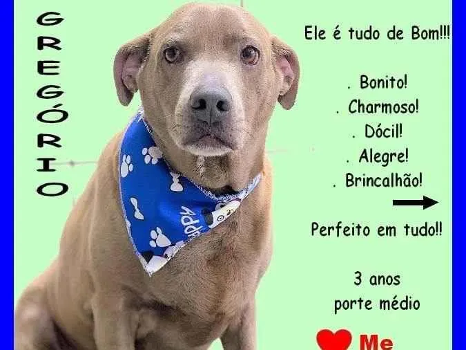 Cachorro ra a SRD-ViraLata idade 3 anos nome Gregório