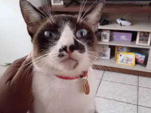 Gato raça SRD-ViraLata idade 3 anos nome Cindy