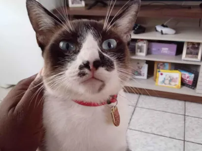 Gato raça SRD-ViraLata idade 3 anos nome Cindy