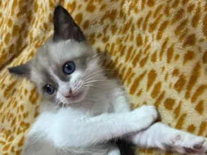 Gato raça SRD-ViraLata idade Abaixo de 2 meses nome Marley , Gêmeas, Thor e Pretinha