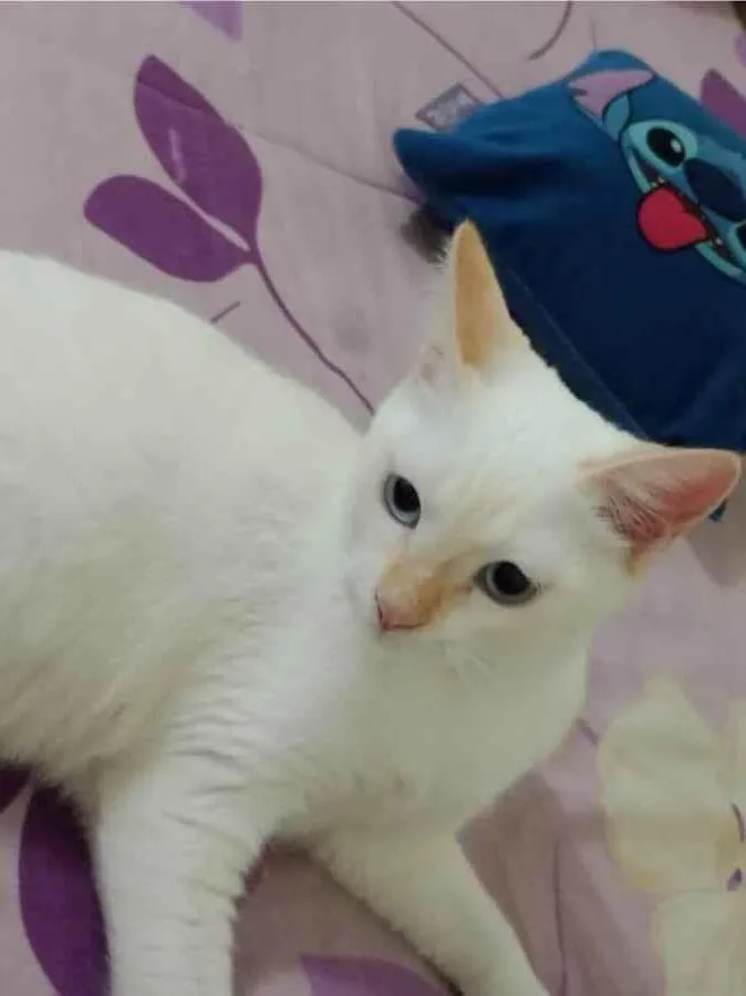 Gato ra a SRD-ViraLata idade 2 a 6 meses nome Angel