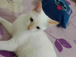 Gato raça SRD-ViraLata idade 2 a 6 meses nome Angel