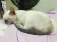 Mel