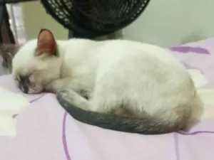 Gato raça SRD-ViraLata idade 2 a 6 meses nome Mel