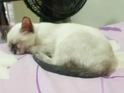 Gato raça SRD-ViraLata idade 2 a 6 meses nome Mel