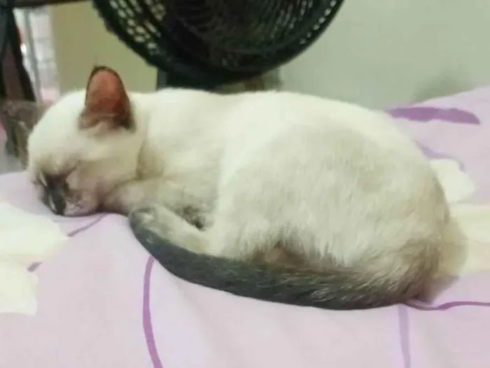 Gato ra a SRD-ViraLata idade 2 a 6 meses nome Mel