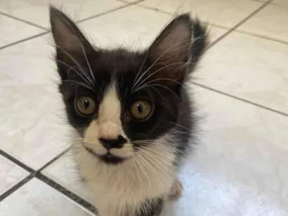 Gato raça SRD-ViraLata idade 2 a 6 meses nome Gisele Bintchen