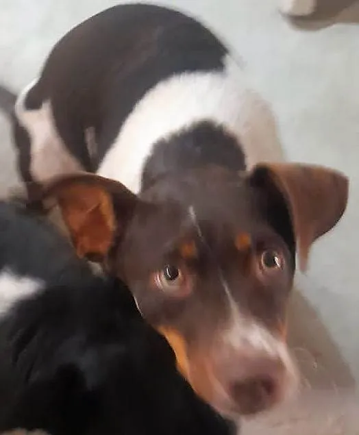 Cachorro ra a SRD-ViraLata idade 1 ano nome Melissa 