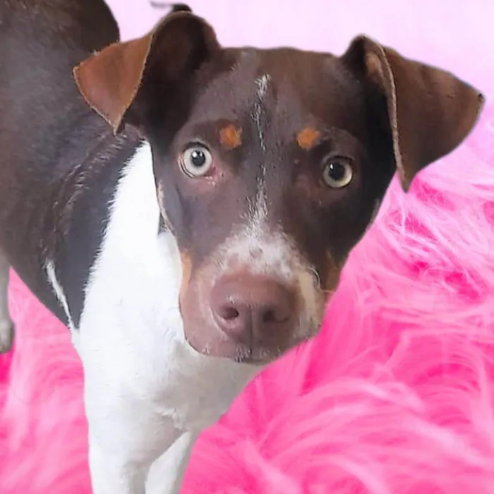 Cachorro ra a SRD-ViraLata idade 1 ano nome Melissa 