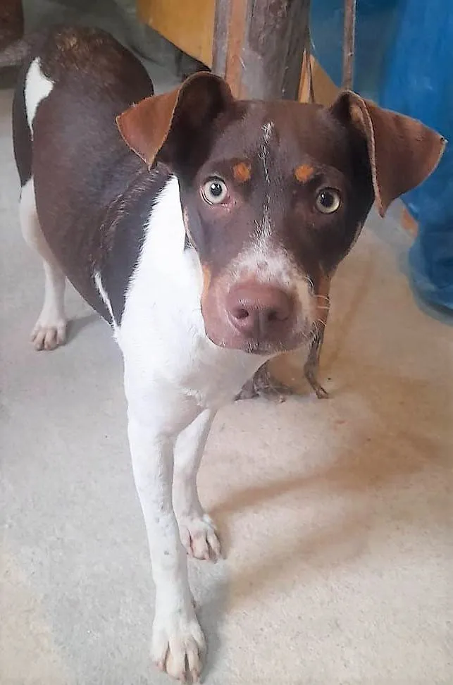 Cachorro ra a SRD-ViraLata idade 1 ano nome Melissa 