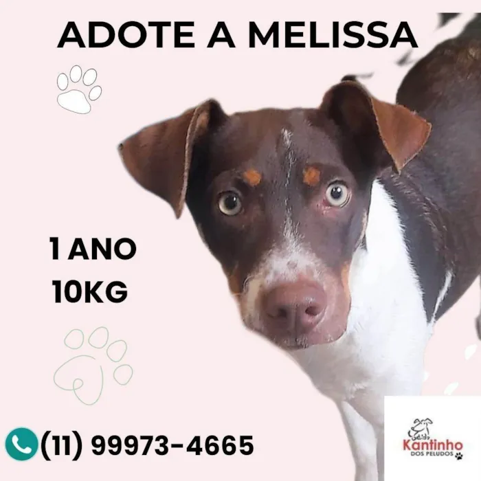 Cachorro ra a SRD-ViraLata idade 1 ano nome Melissa 
