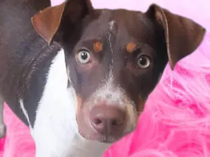 Cachorro raça SRD-ViraLata idade 1 ano nome Melissa 