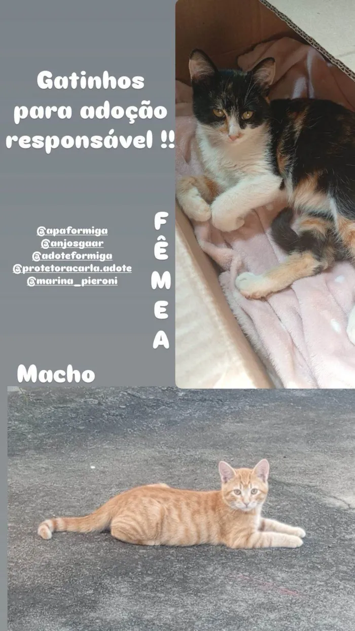 Gato ra a SRD-ViraLata idade 2 a 6 meses nome Gillian Romano Silveira