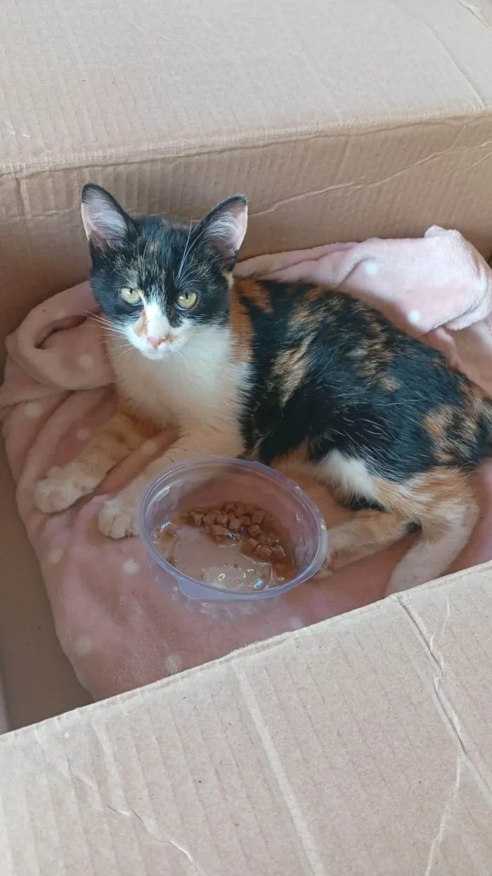 Gato ra a SRD-ViraLata idade 2 a 6 meses nome Gillian Romano Silveira