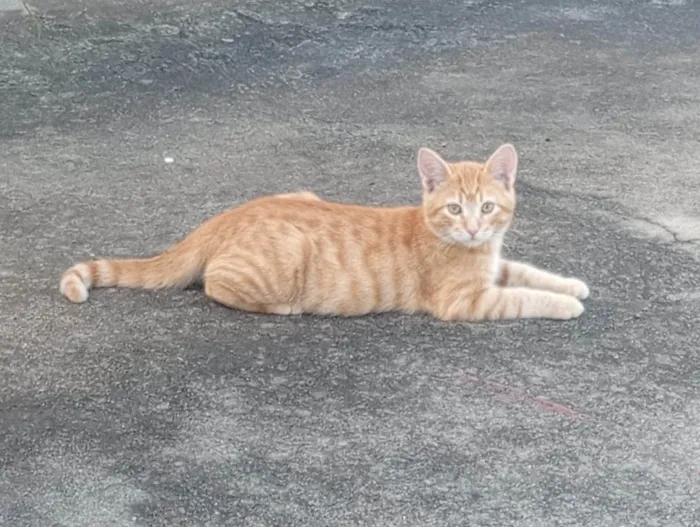 Gato ra a SRD-ViraLata idade 2 a 6 meses nome Gillian Romano Silveira