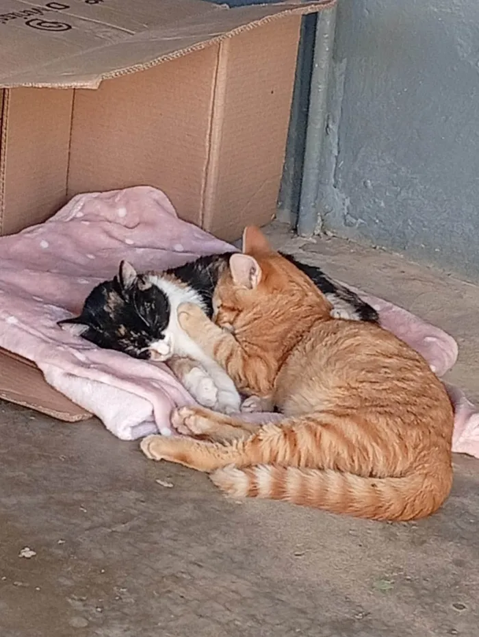 Gato ra a SRD-ViraLata idade 2 a 6 meses nome Gillian Romano Silveira