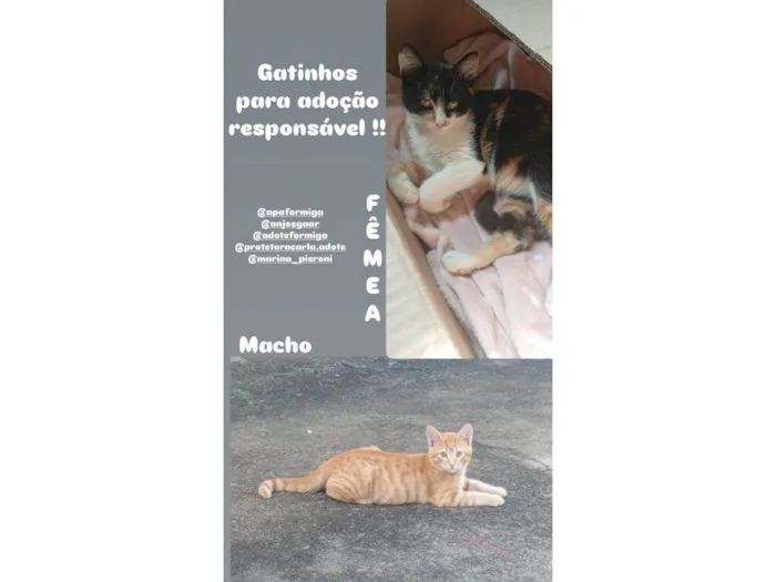 Gato ra a SRD-ViraLata idade 2 a 6 meses nome Gillian Romano Silveira