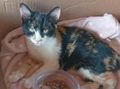 Gato raça SRD-ViraLata idade 2 a 6 meses nome Gillian Romano Silveira