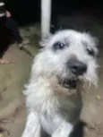 DEXTER / 1 ANO E MEIO / PORTE MEDIO / COTIA