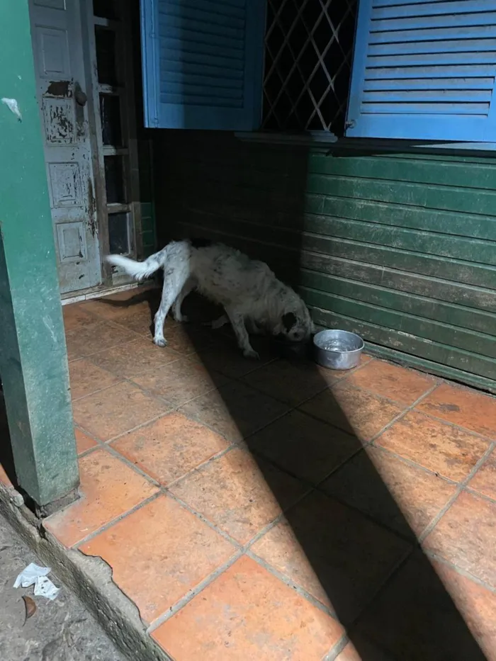 Cachorro ra a SRD-ViraLata idade 1 ano nome Dexter