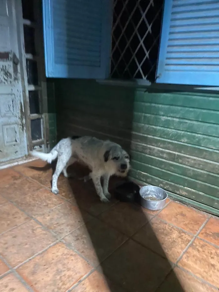 Cachorro ra a SRD-ViraLata idade 1 ano nome Dexter