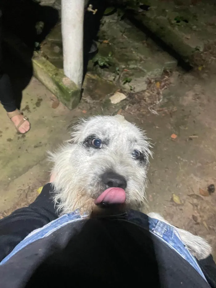 Cachorro ra a SRD-ViraLata idade 1 ano nome Dexter
