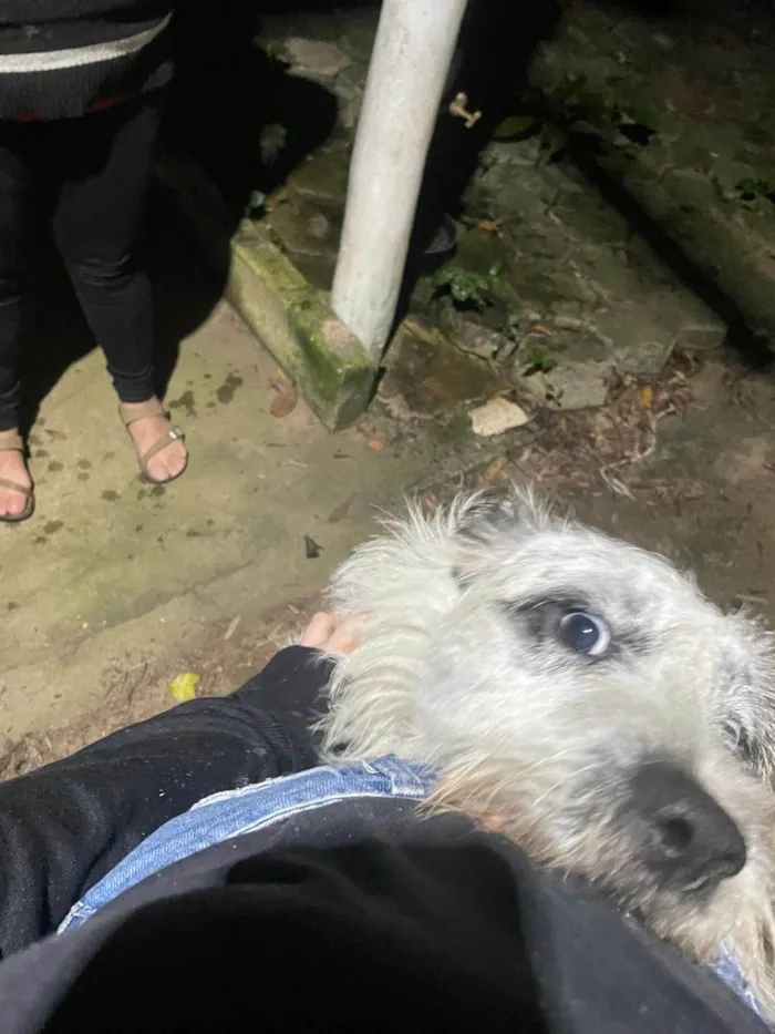 Cachorro ra a SRD-ViraLata idade 1 ano nome Dexter