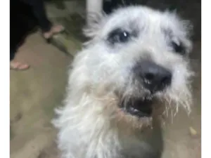 Cachorro raça SRD-ViraLata idade 1 ano nome Dexter
