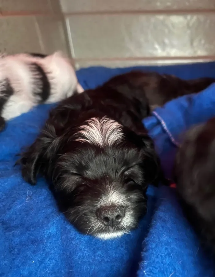 Cachorro ra a SRD-ViraLata idade Abaixo de 2 meses nome Raio