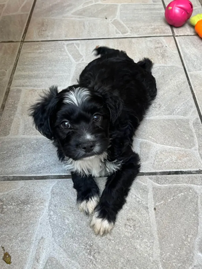 Cachorro ra a SRD-ViraLata idade Abaixo de 2 meses nome Raio