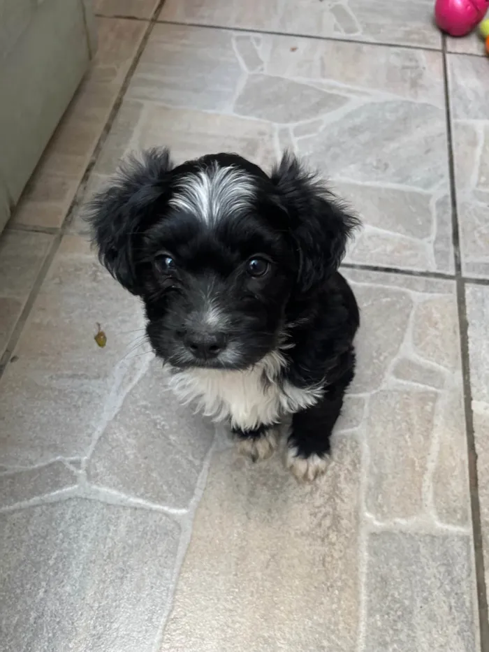 Cachorro ra a SRD-ViraLata idade Abaixo de 2 meses nome Raio
