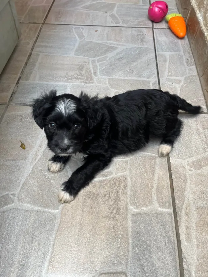Cachorro ra a SRD-ViraLata idade Abaixo de 2 meses nome Raio