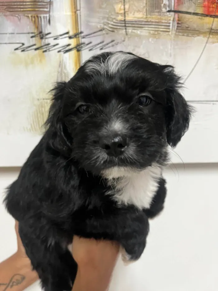 Cachorro ra a SRD-ViraLata idade Abaixo de 2 meses nome Raio