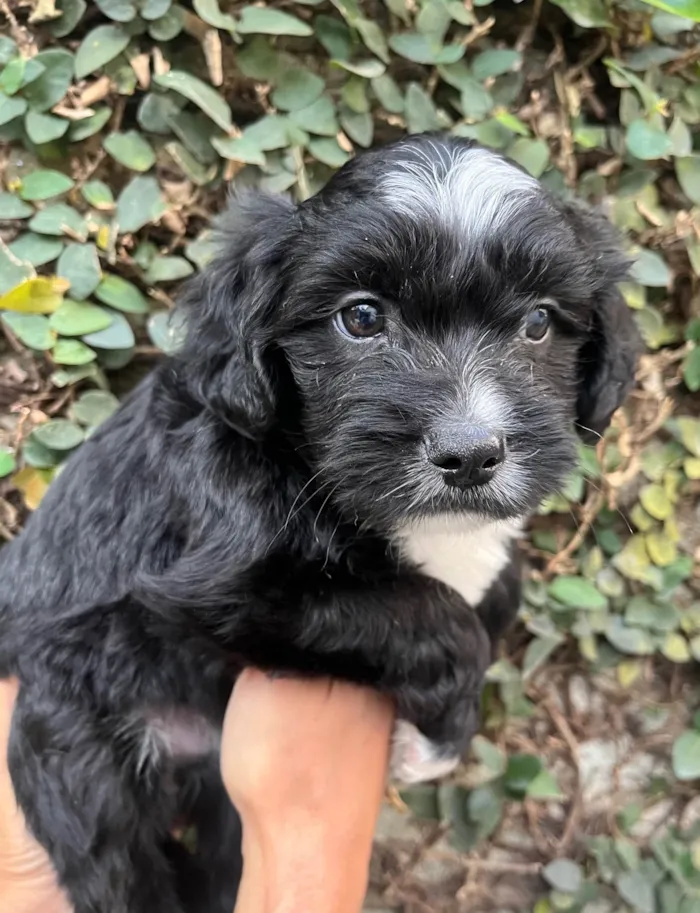 Cachorro ra a SRD-ViraLata idade Abaixo de 2 meses nome Raio
