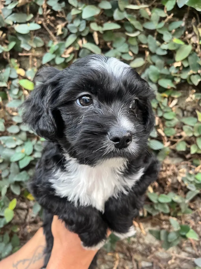 Cachorro ra a SRD-ViraLata idade Abaixo de 2 meses nome Raio