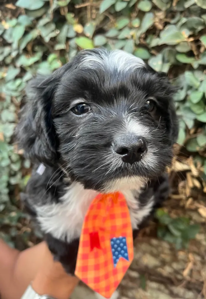 Cachorro ra a SRD-ViraLata idade Abaixo de 2 meses nome Raio