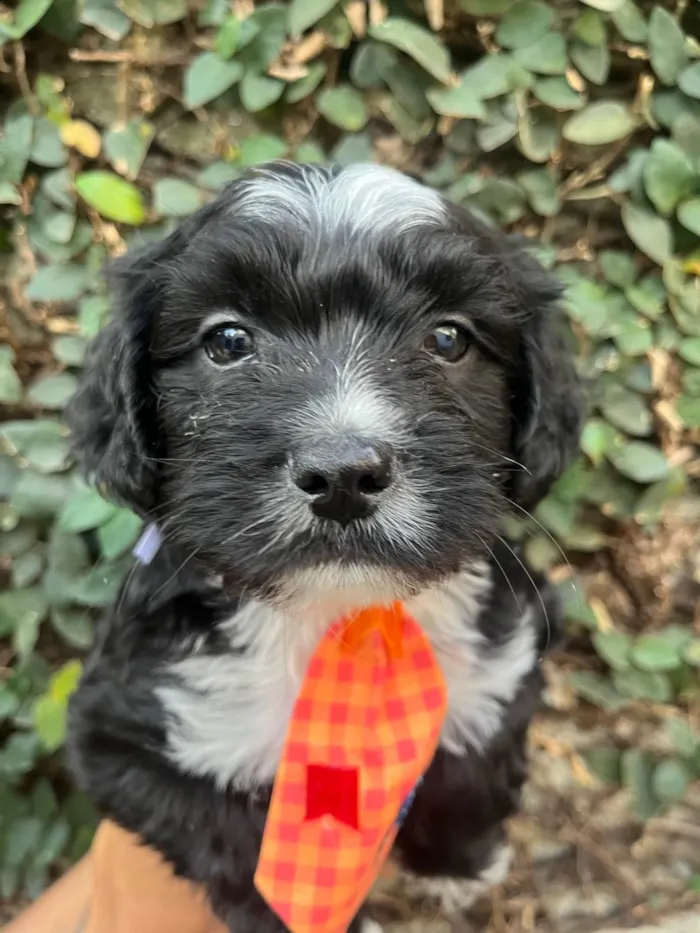Cachorro ra a SRD-ViraLata idade Abaixo de 2 meses nome Raio