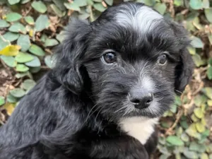 Cachorro raça SRD-ViraLata idade Abaixo de 2 meses nome Raio