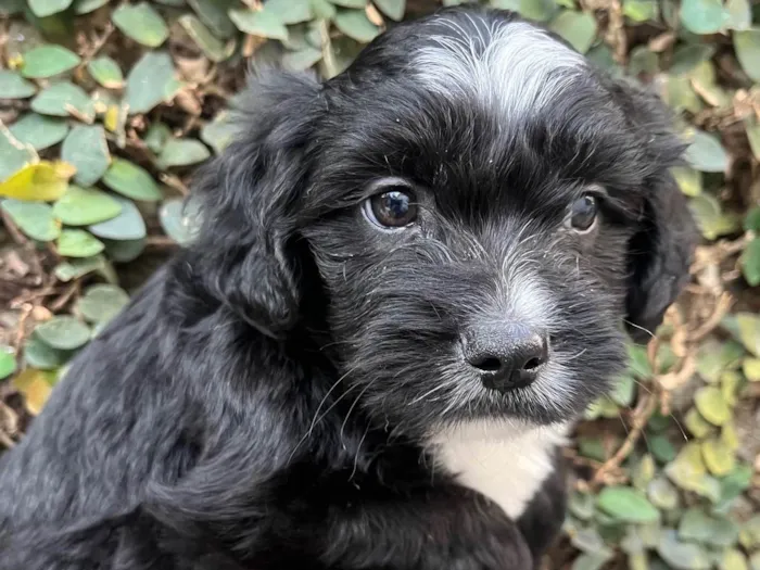 Cachorro ra a SRD-ViraLata idade Abaixo de 2 meses nome Raio