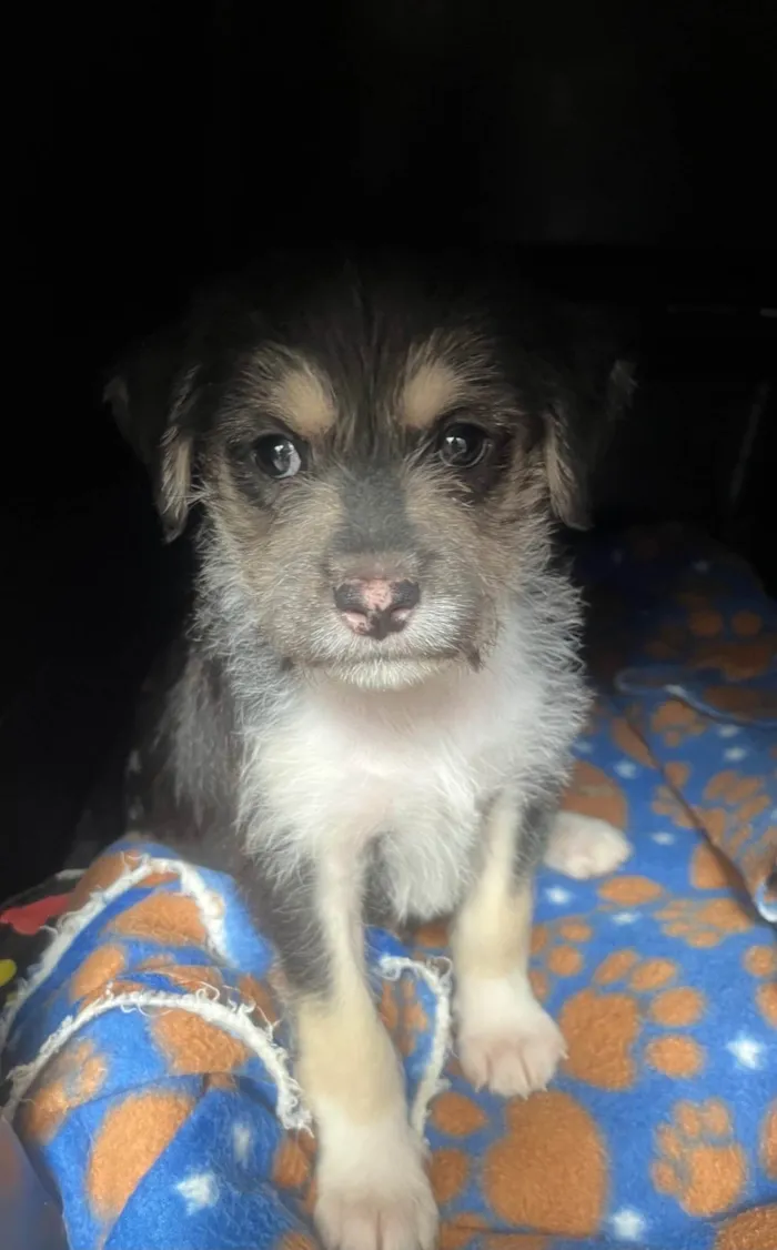 Cachorro ra a SRD-ViraLata idade Abaixo de 2 meses nome Vento
