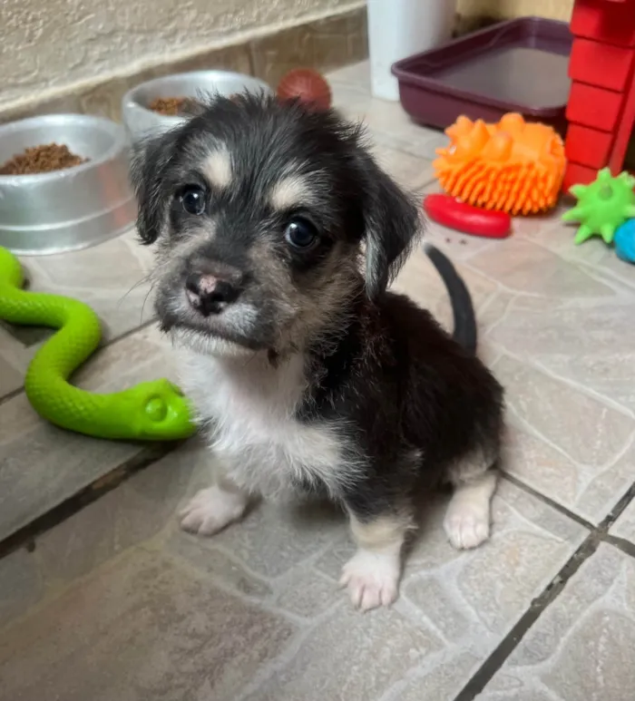Cachorro ra a SRD-ViraLata idade Abaixo de 2 meses nome Vento