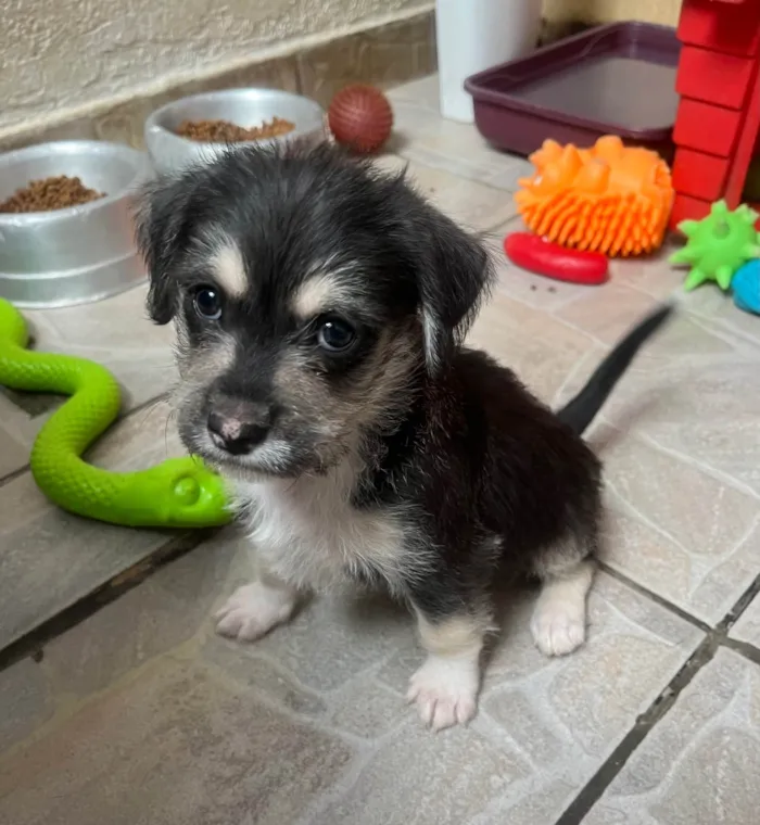 Cachorro ra a SRD-ViraLata idade Abaixo de 2 meses nome Vento
