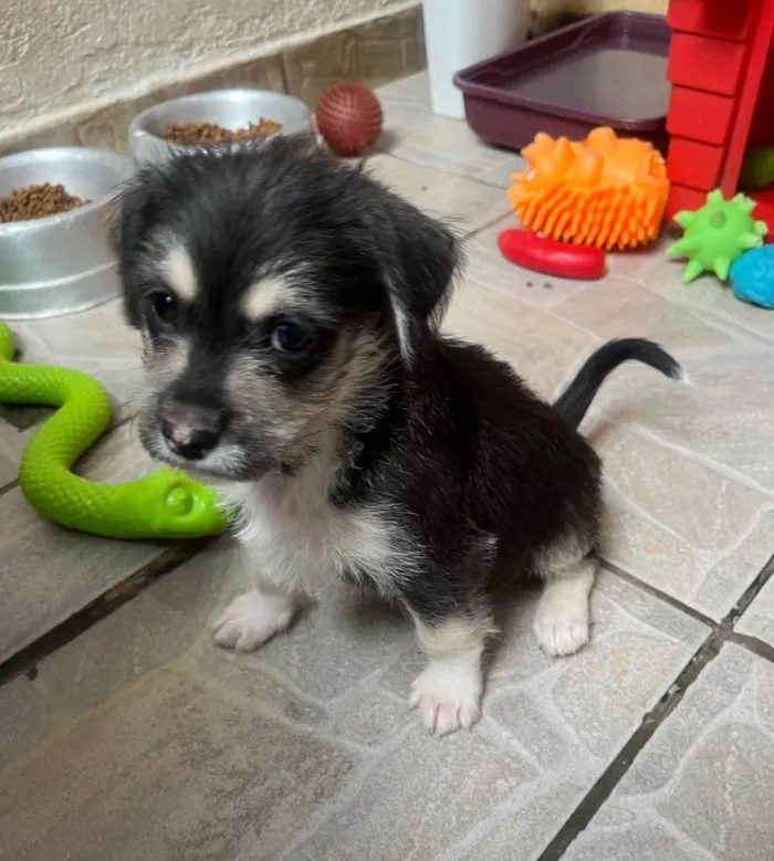 Cachorro ra a SRD-ViraLata idade Abaixo de 2 meses nome Vento
