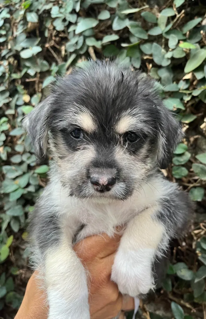 Cachorro ra a SRD-ViraLata idade Abaixo de 2 meses nome Vento