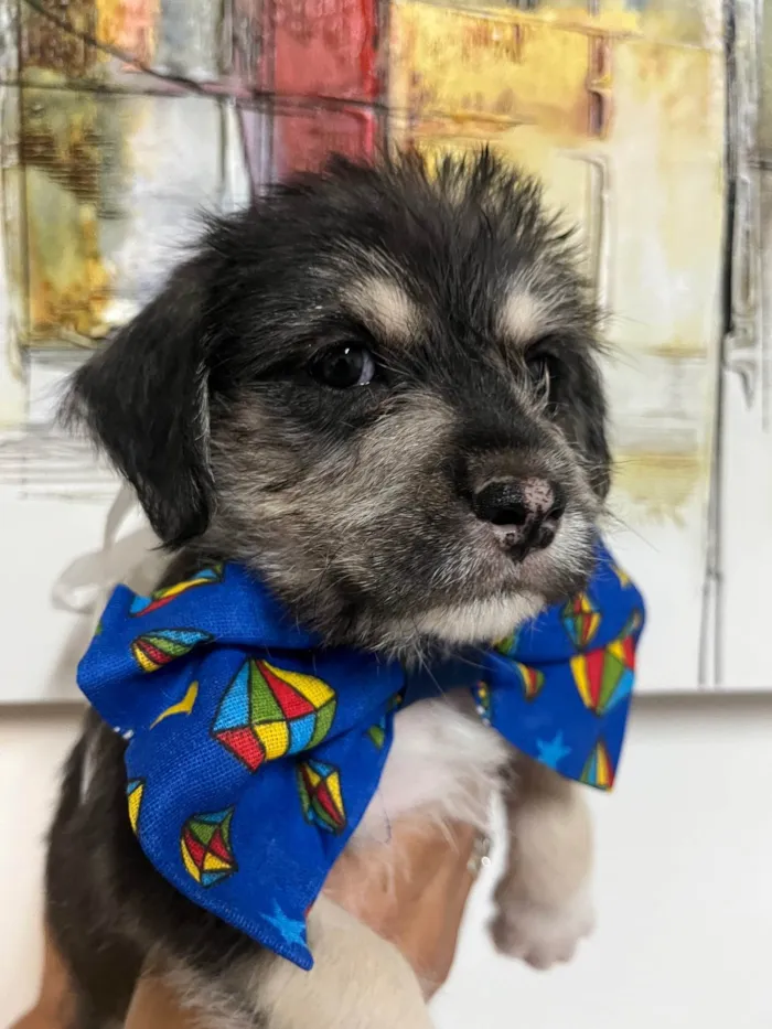 Cachorro ra a SRD-ViraLata idade Abaixo de 2 meses nome Vento